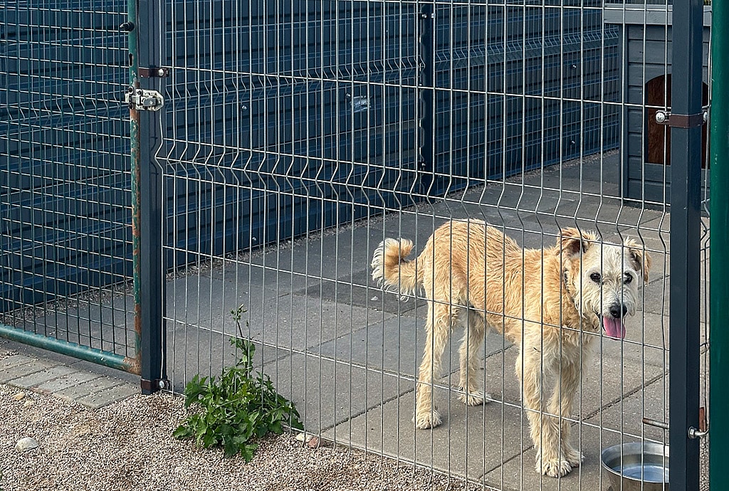 SOS gyvūnai | Borga parama